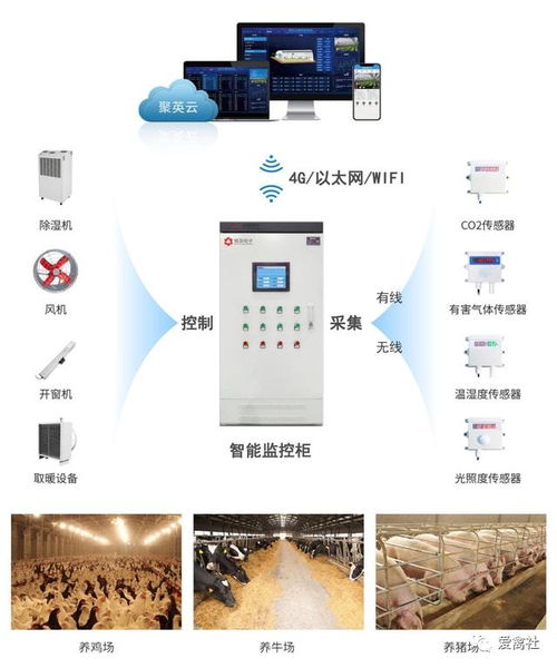 蛋鸡养殖的前途 智能化与物联网引领未来